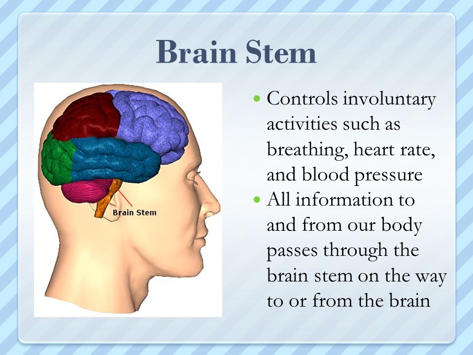 Brain Stem Controls involuntary activities such as breathing, heart rate, and blood pressure.
