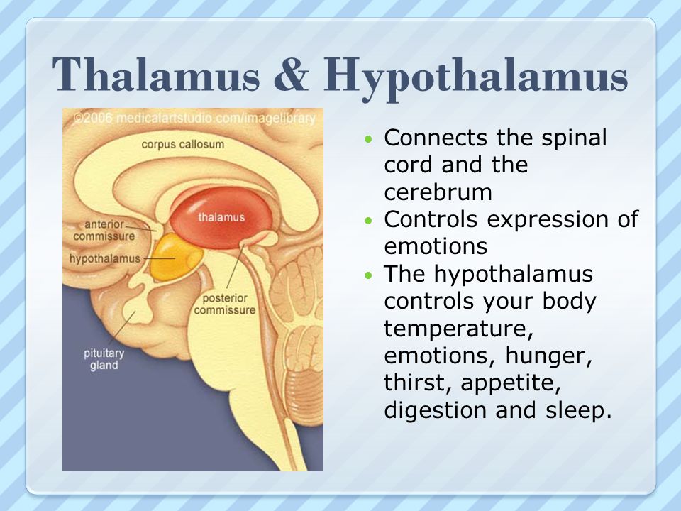 Thalamus & Hypothalamus