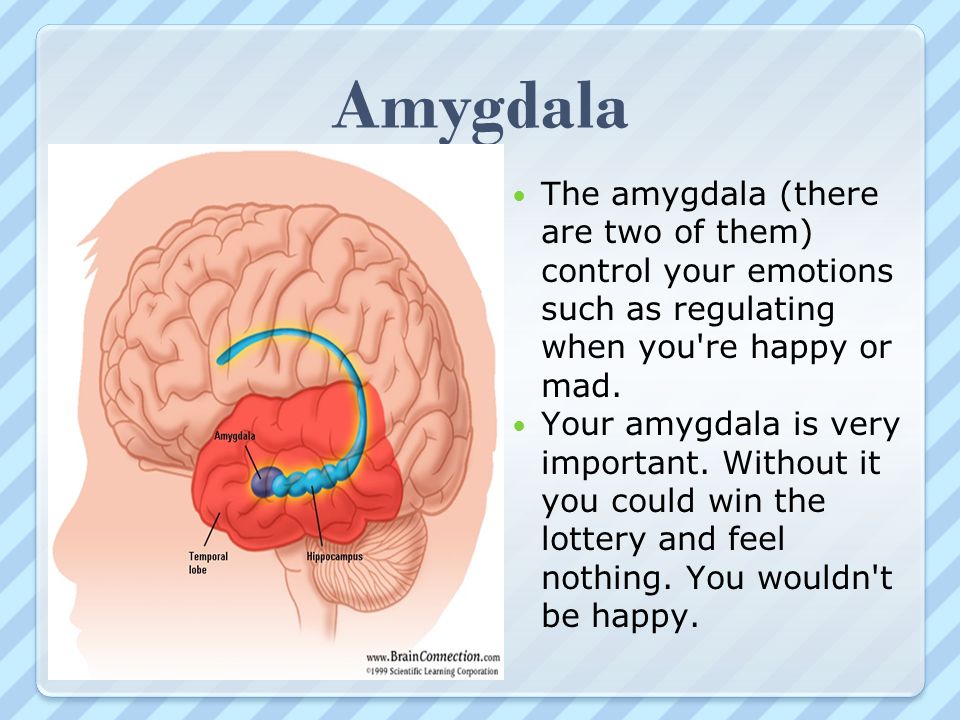 Amygdala The amygdala (there are two of them) control your emotions such as regulating when you re happy or mad.