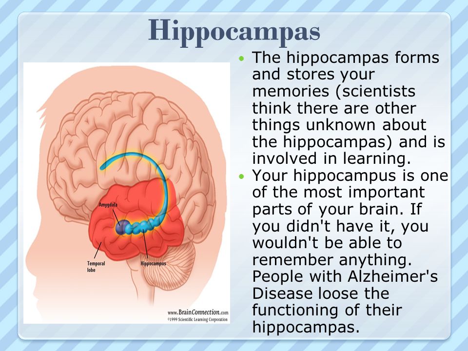 Hippocampas