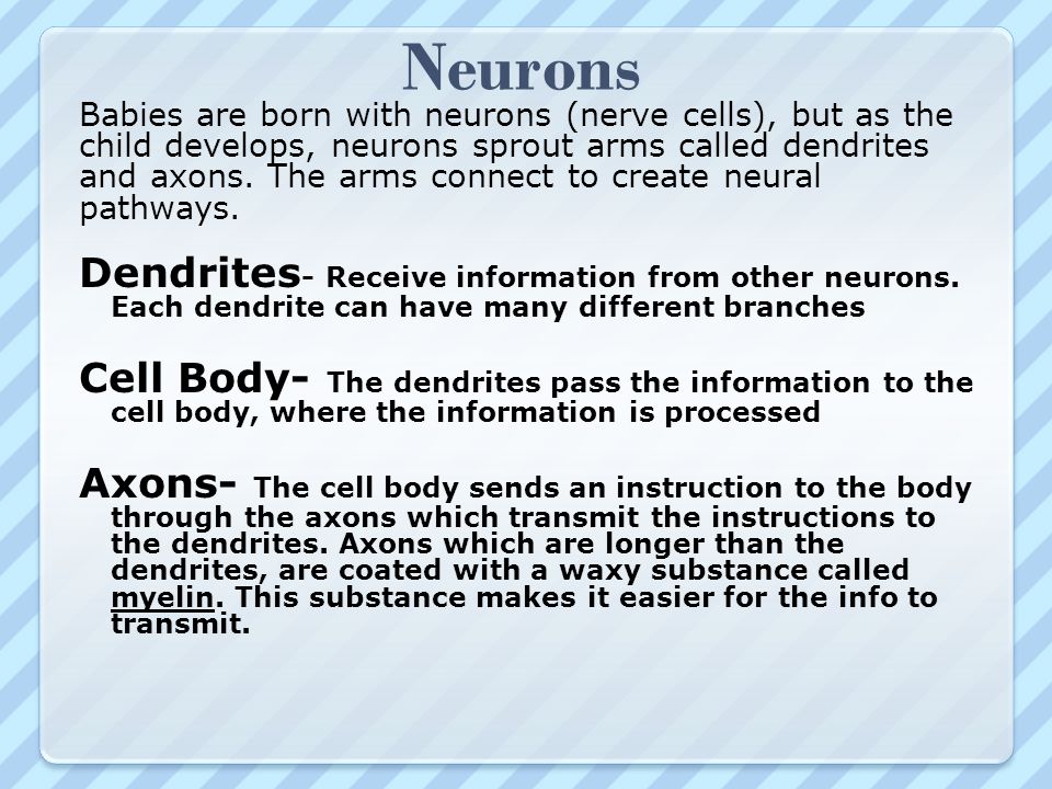 Neurons Babies are born with neurons (nerve cells), but as the. child develops, neurons sprout arms called dendrites.