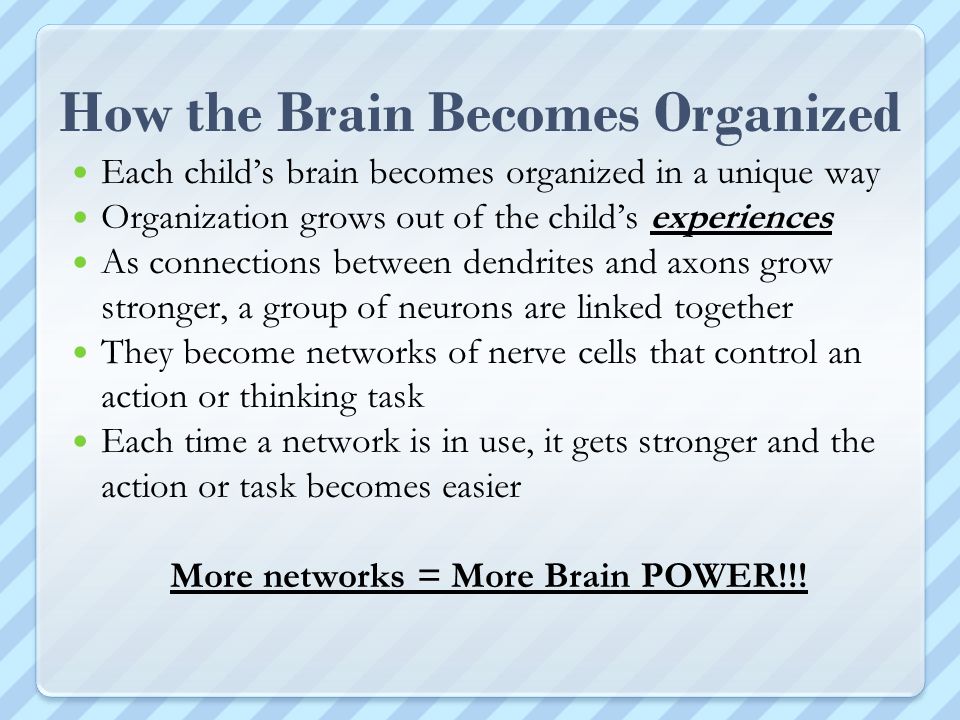 How the Brain Becomes Organized