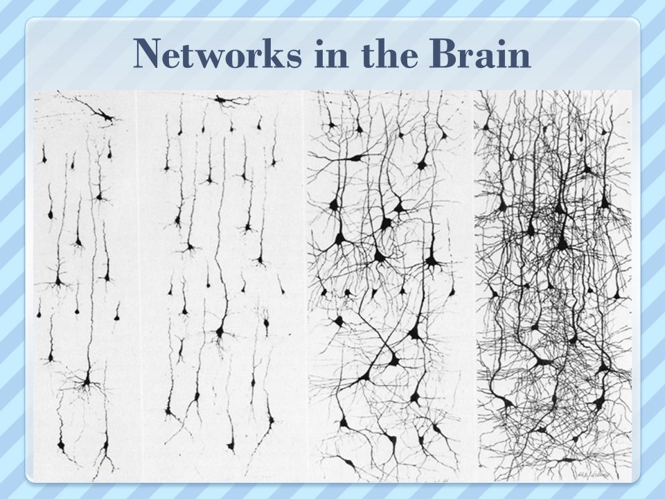 Networks in the Brain