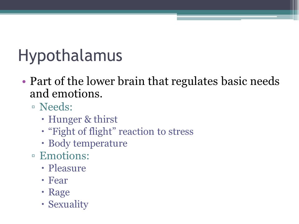 Hypothalamus Part of the lower brain that regulates basic needs and emotions. Needs: Hunger & thirst.