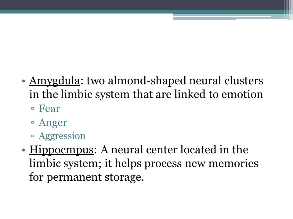 Amygdula: two almond-shaped neural clusters in the limbic system that are linked to emotion