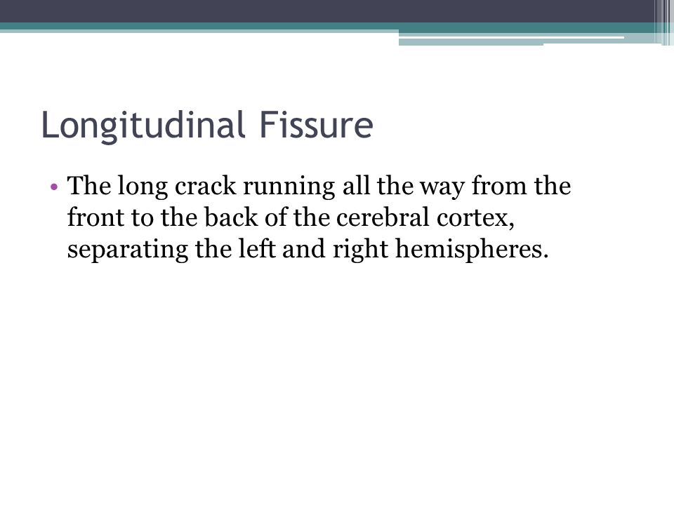 Longitudinal Fissure