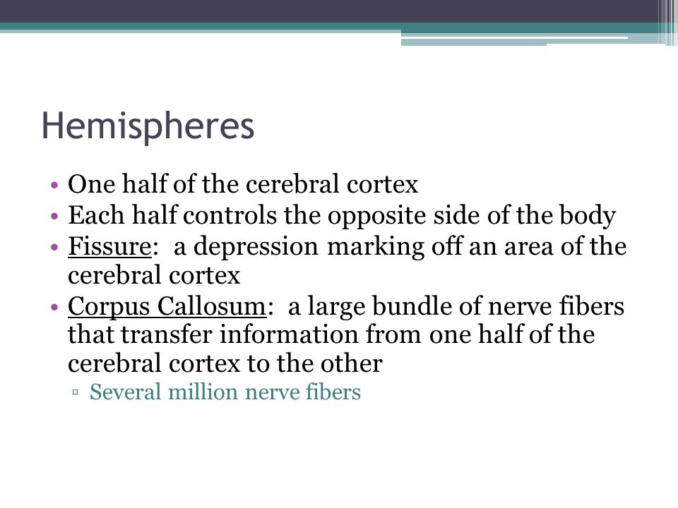 Hemispheres One half of the cerebral cortex
