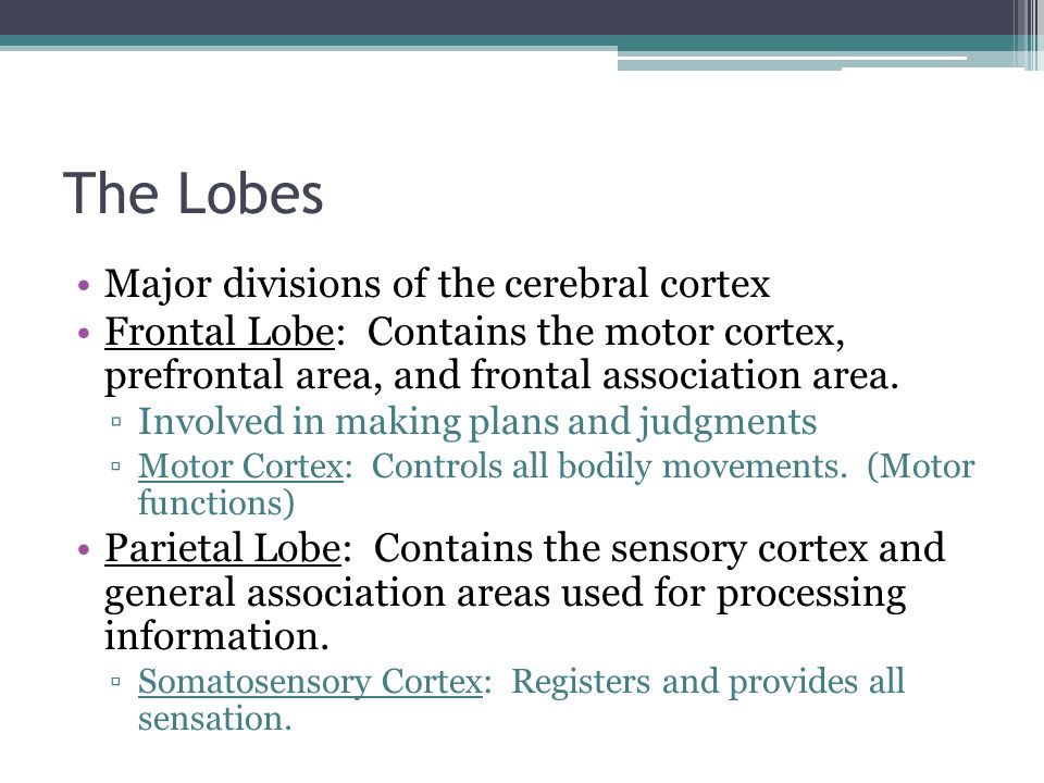 The Lobes Major divisions of the cerebral cortex