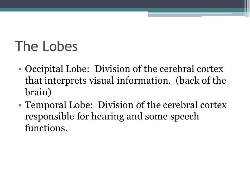 The Lobes Occipital Lobe: Division of the cerebral cortex that interprets visual information. (back of the brain)