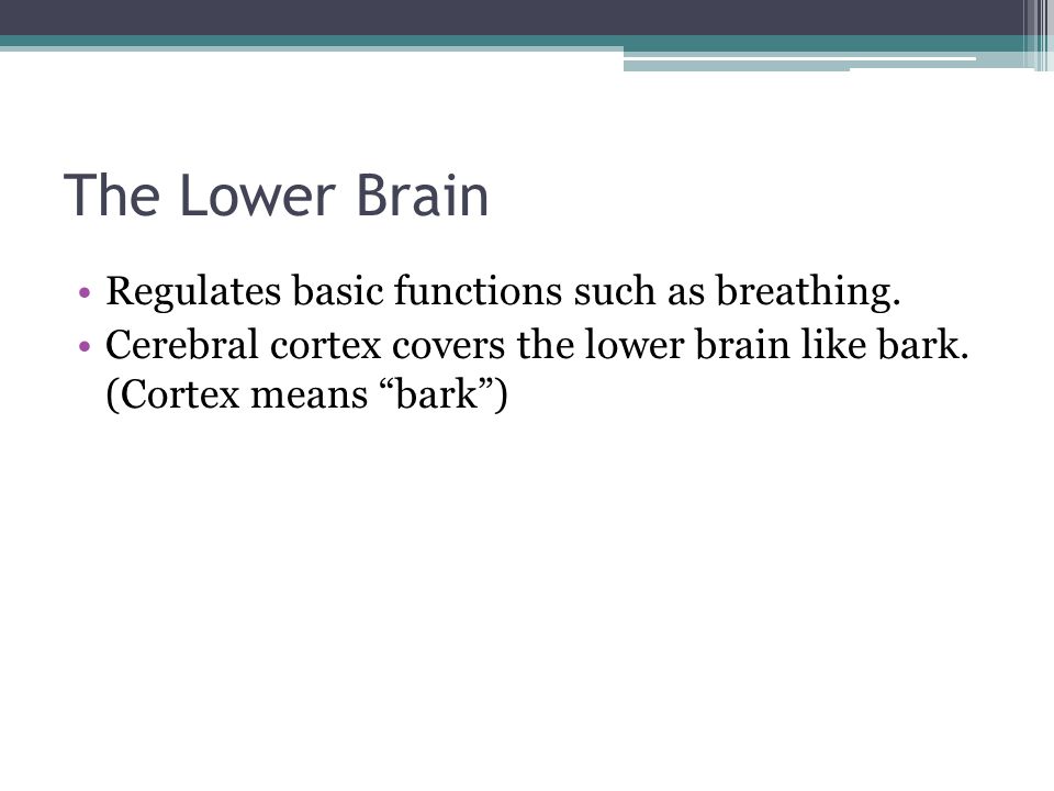 The Lower Brain Regulates basic functions such as breathing.