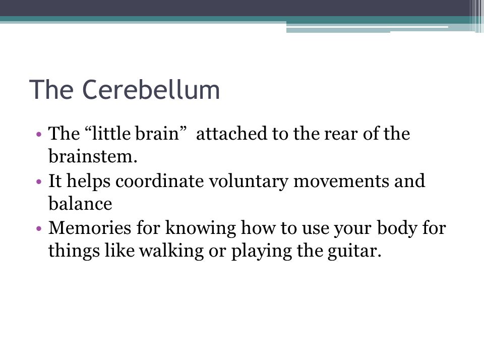 The Cerebellum The little brain attached to the rear of the brainstem. It helps coordinate voluntary movements and balance.
