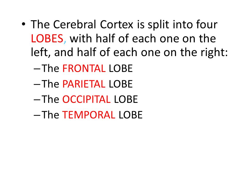 The Cerebral Cortex is split into four LOBES, with half of each one on the left, and half of each one on the right: