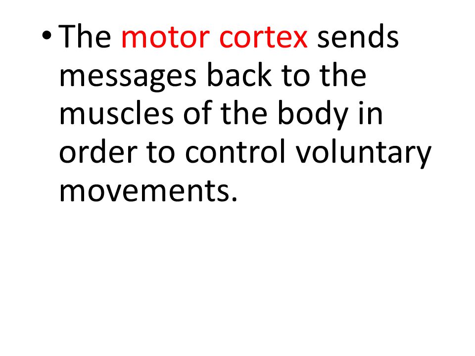 The motor cortex sends messages back to the muscles of the body in order to control voluntary movements.
