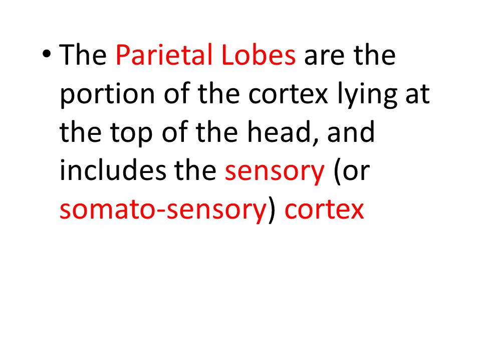The Parietal Lobes are the portion of the cortex lying at the top of the head, and includes the sensory (or somato-sensory) cortex