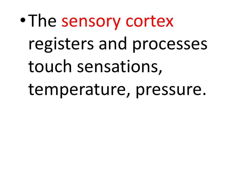 The sensory cortex registers and processes touch sensations, temperature, pressure.
