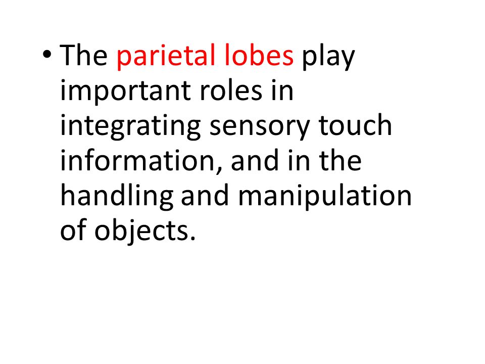 The parietal lobes play important roles in integrating sensory touch information, and in the handling and manipulation of objects.