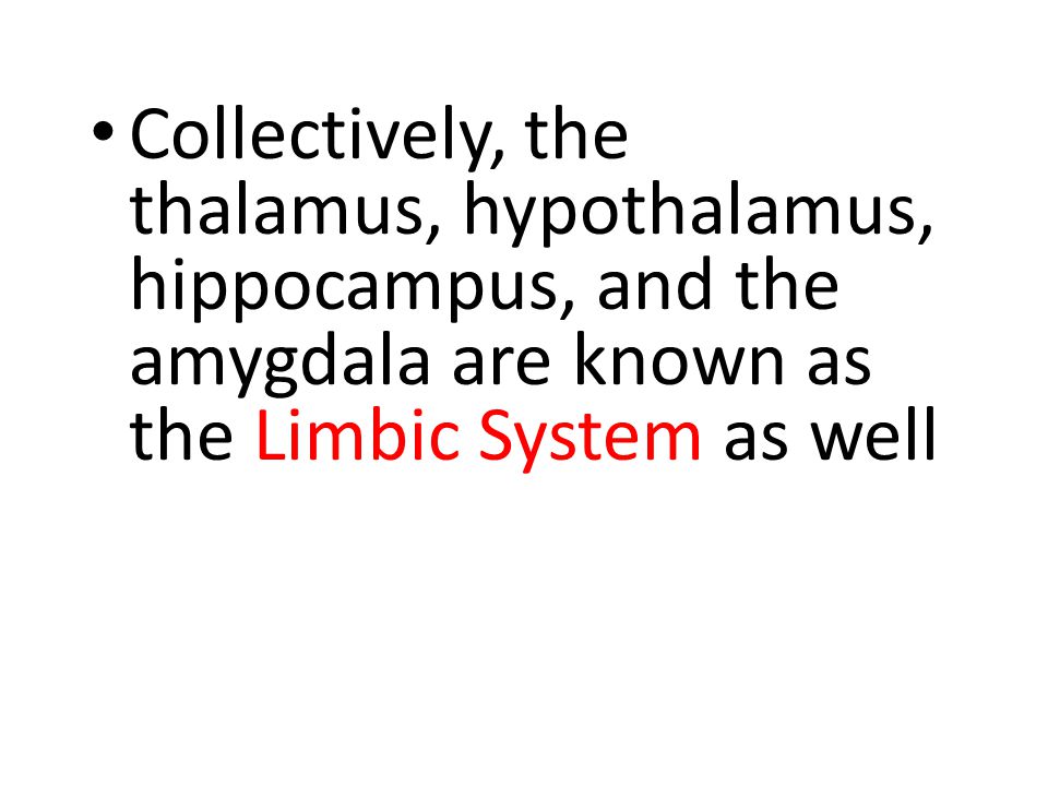 Collectively, the thalamus, hypothalamus, hippocampus, and the amygdala are known as the Limbic System as well