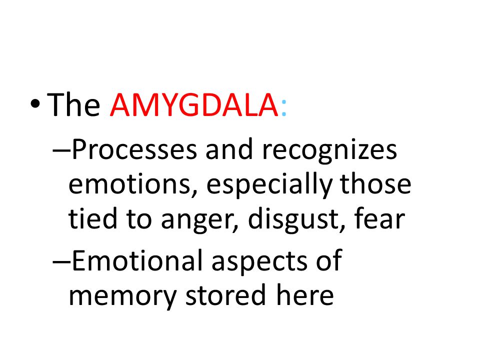 The AMYGDALA: Processes and recognizes emotions, especially those tied to anger, disgust, fear.