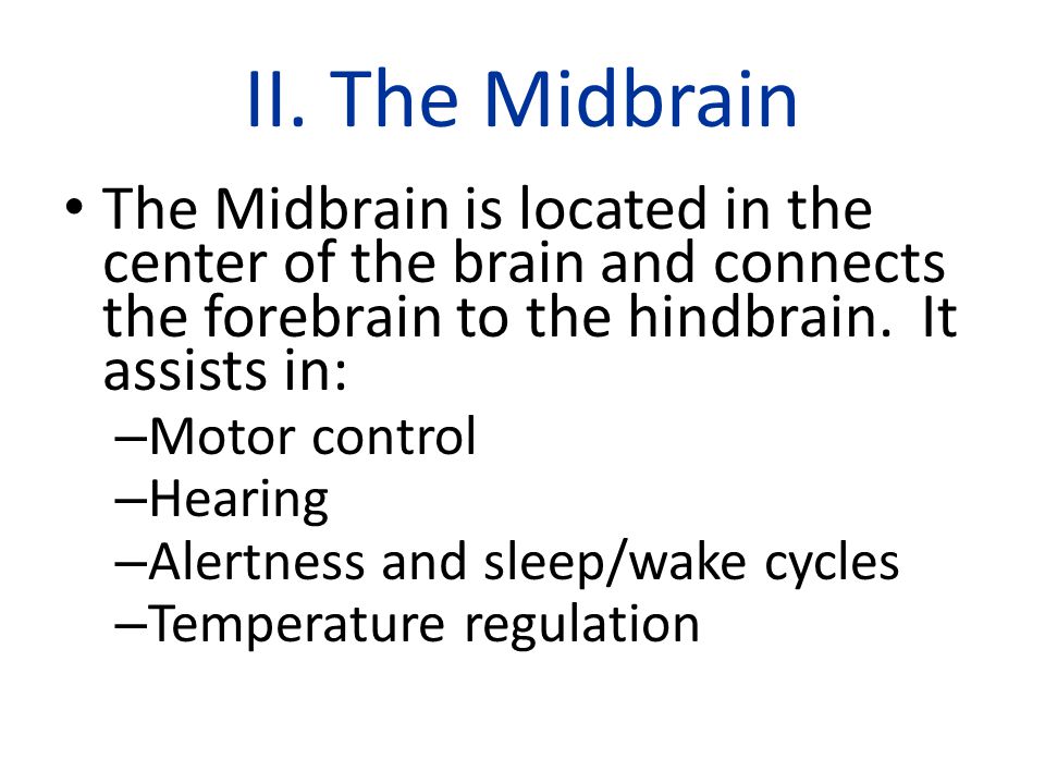 II. The Midbrain The Midbrain is located in the center of the brain and connects the forebrain to the hindbrain. It assists in: