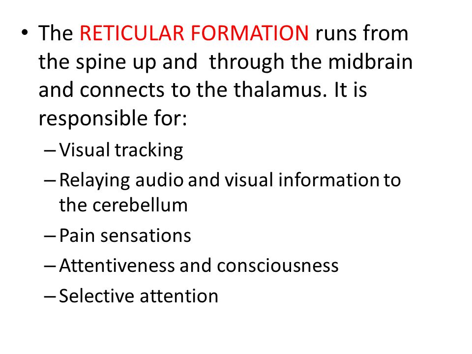 The RETICULAR FORMATION runs from the spine up and through the midbrain and connects to the thalamus. It is responsible for: