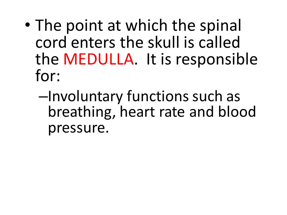The point at which the spinal cord enters the skull is called the MEDULLA. It is responsible for: