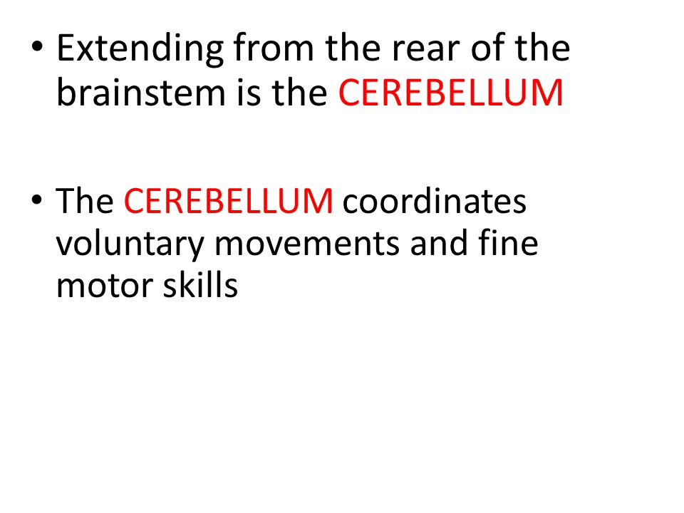 Extending from the rear of the brainstem is the CEREBELLUM