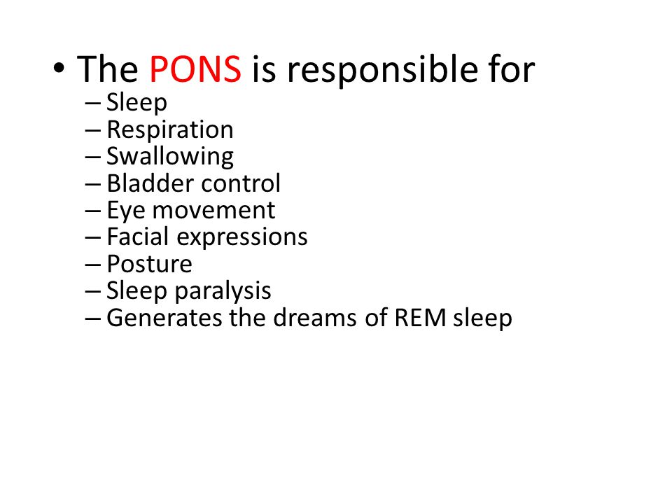 The PONS is responsible for