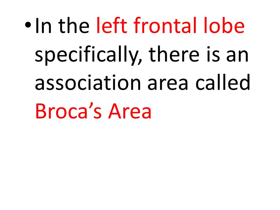 In the left frontal lobe specifically, there is an association area called Broca’s Area