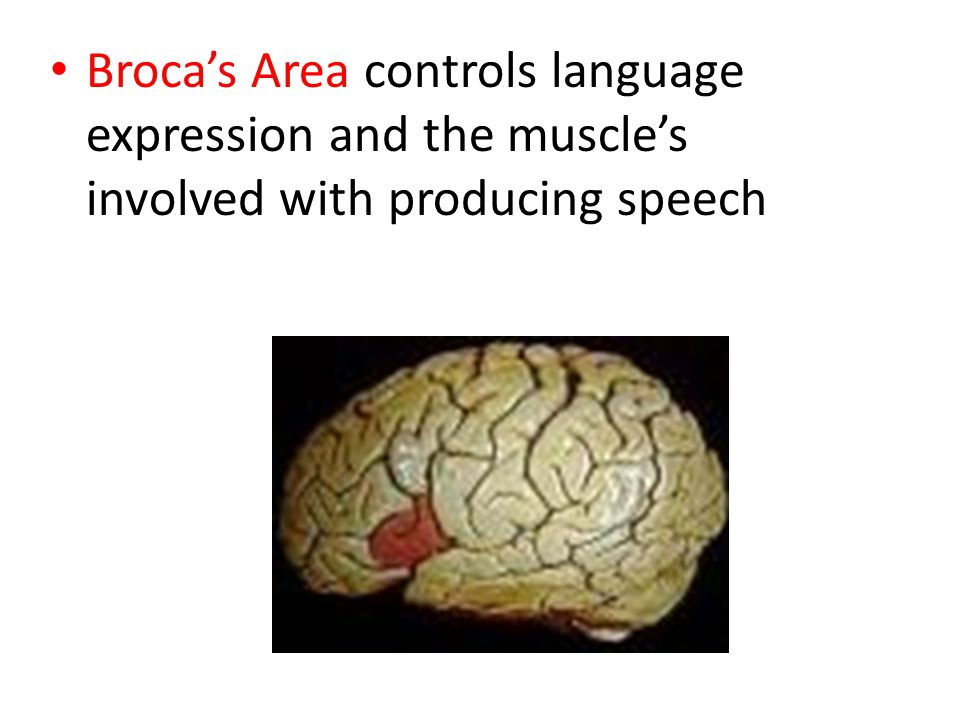 Broca’s Area controls language expression and the muscle’s involved with producing speech