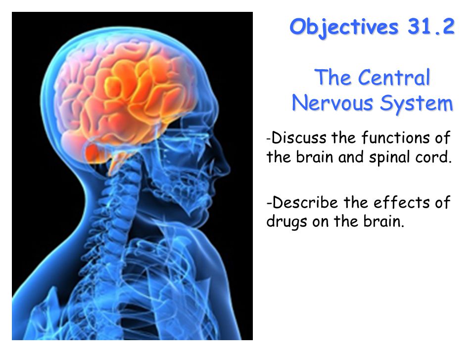 Objectives 31.2 The Central Nervous System