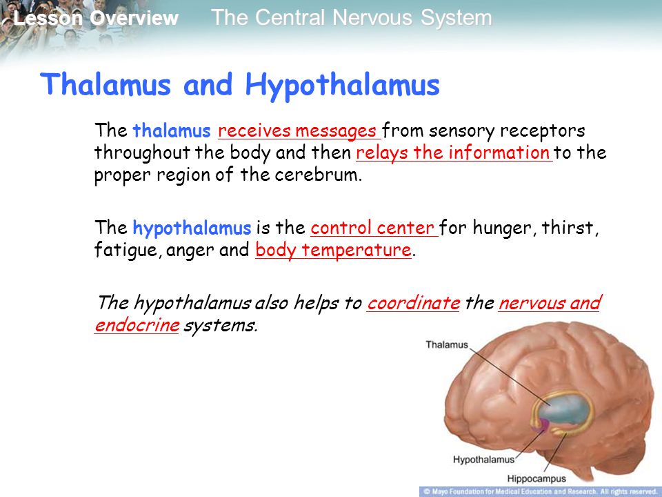 Thalamus and Hypothalamus