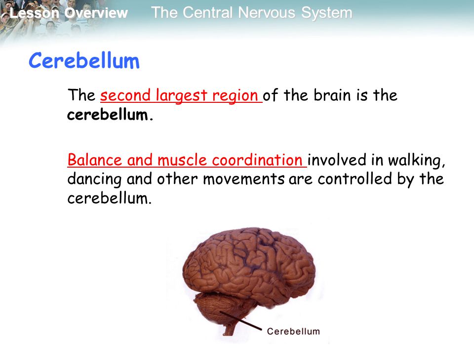 Cerebellum The second largest region of the brain is the cerebellum.