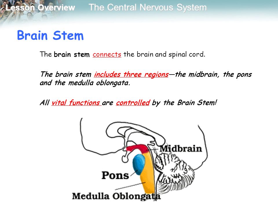 Brain Stem The brain stem connects the brain and spinal cord.