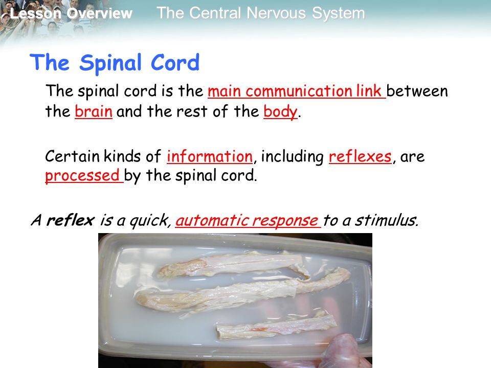 The Spinal Cord The spinal cord is the main communication link between the brain and the rest of the body.