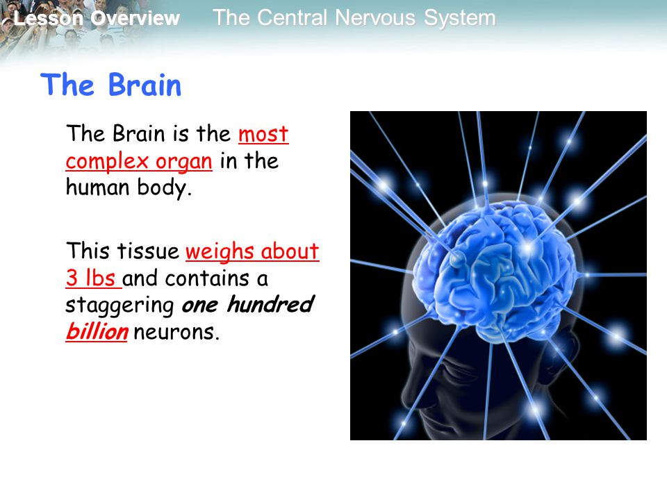 The Brain The Brain is the most complex organ in the human body.