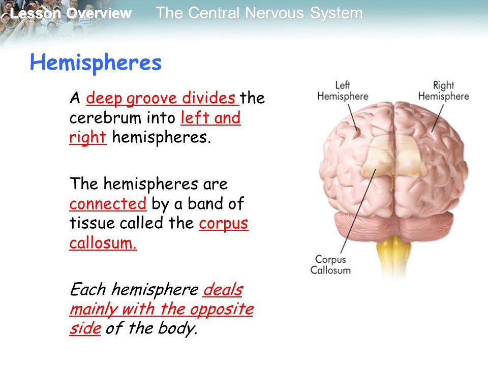 Hemispheres A deep groove divides the cerebrum into left and right hemispheres.