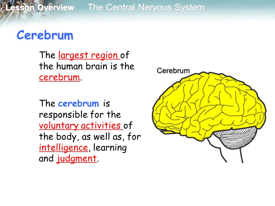 Cerebrum The largest region of the human brain is the cerebrum.