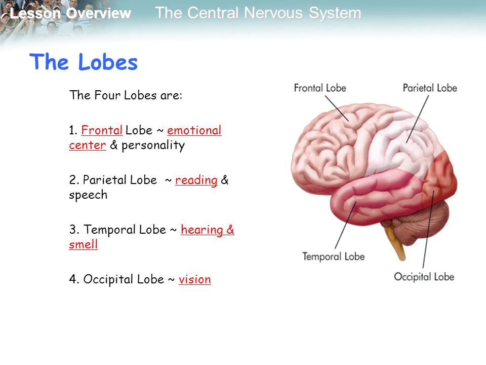 The Lobes The Four Lobes are: