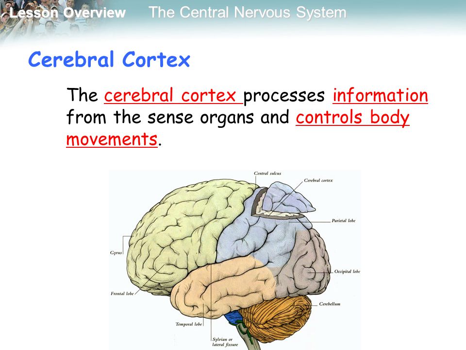 Cerebral Cortex The cerebral cortex processes information from the sense organs and controls body movements.