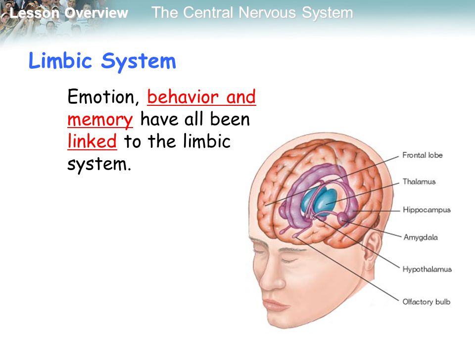 Limbic System Emotion, behavior and memory have all been linked to the limbic system.