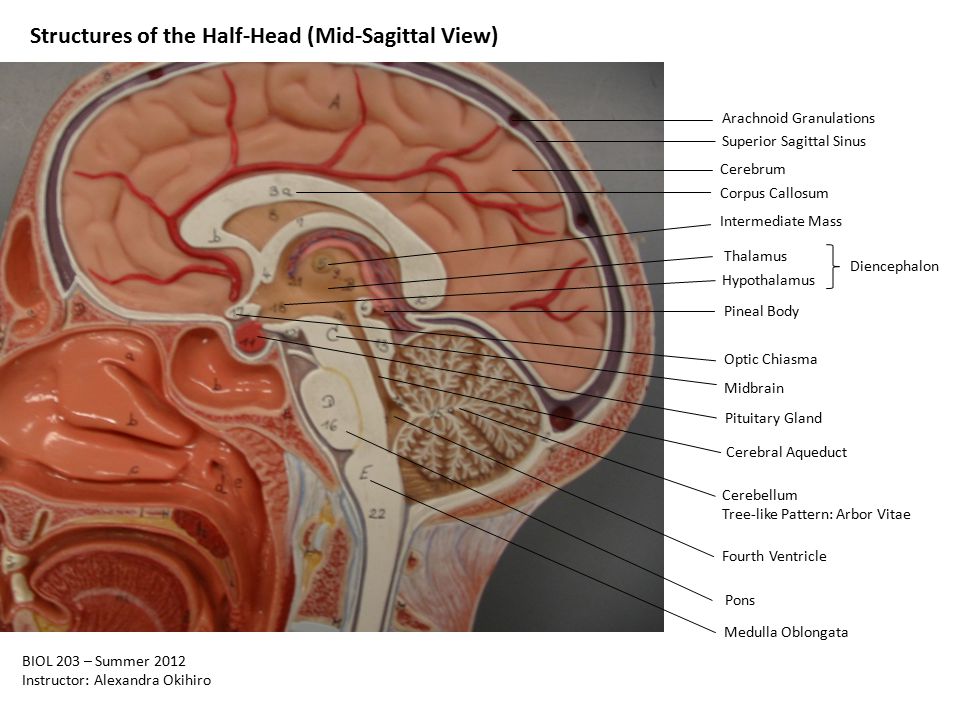 Structures Of The Half Head Mid Sagittal View Ppt Video