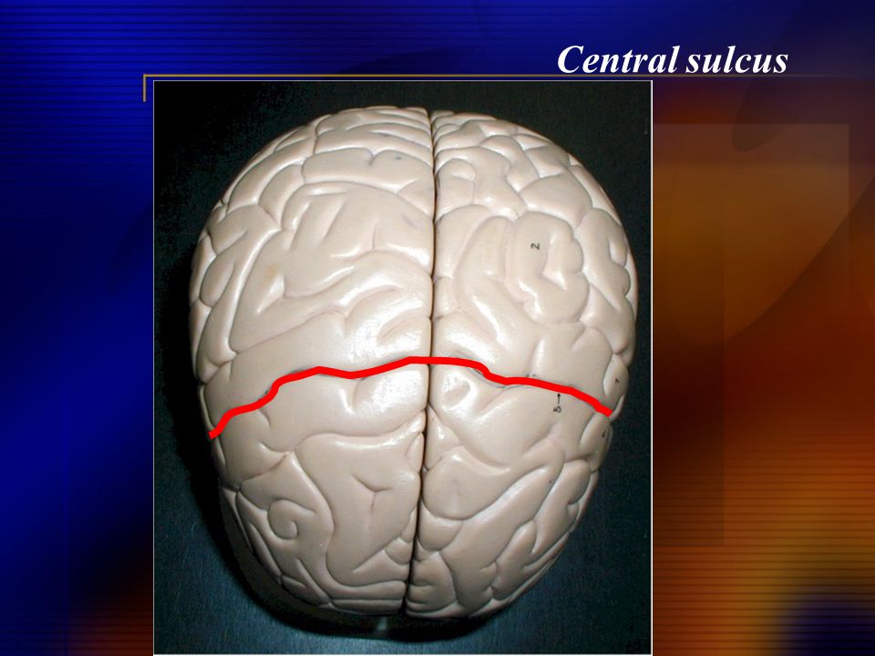 Central sulcus