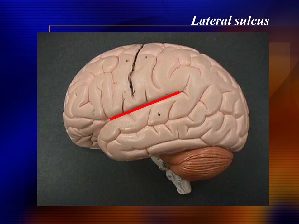 Lateral sulcus