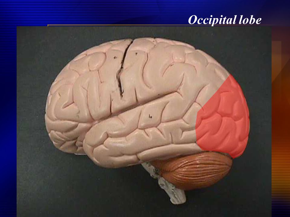 Occipital lobe