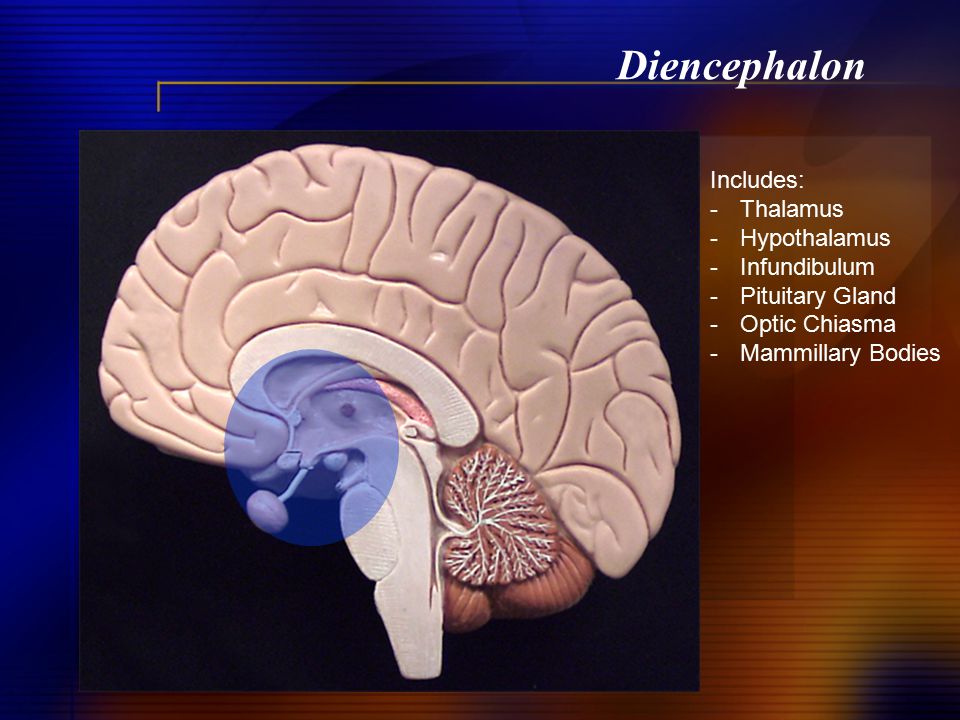 Diencephalon Includes: Thalamus Hypothalamus Infundibulum