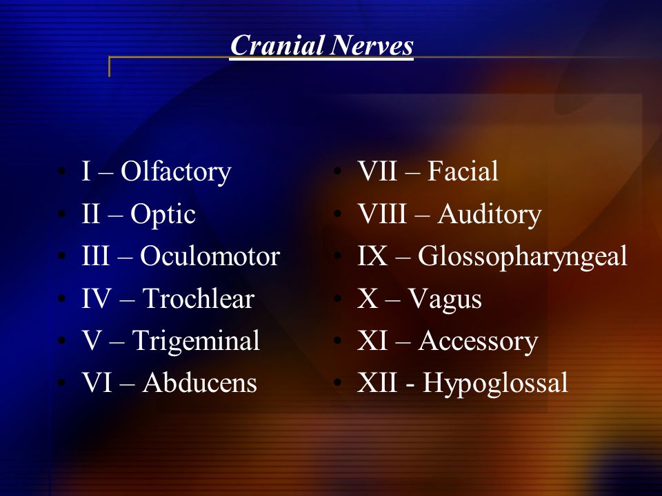 Cranial Nerves I – Olfactory. II – Optic. III – Oculomotor. IV – Trochlear. V – Trigeminal. VI – Abducens.
