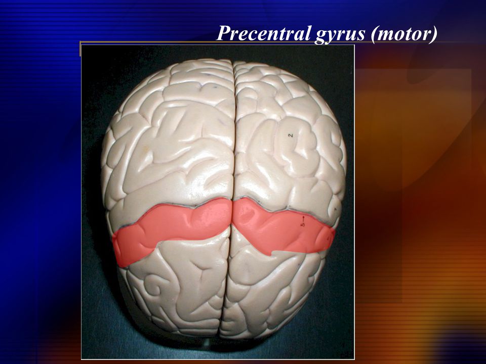 Precentral gyrus (motor)
