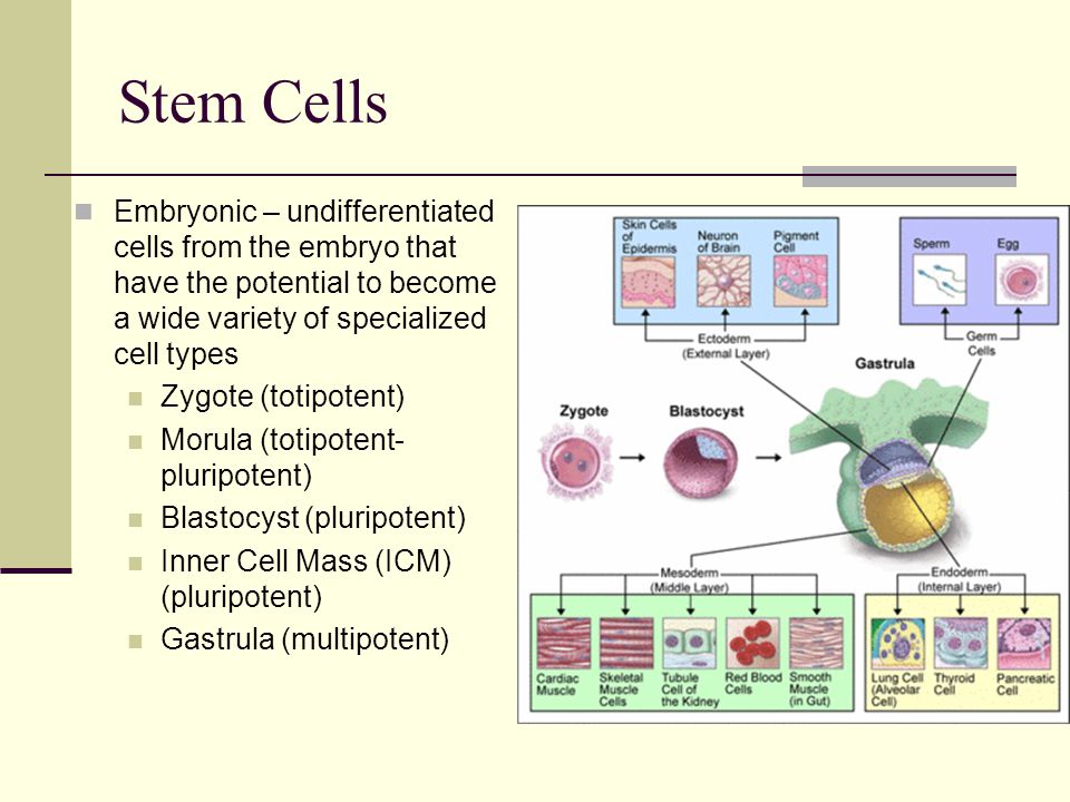 Stem Cells Embryonic – undifferentiated cells from the embryo that have the potential to become a wide variety of specialized cell types.