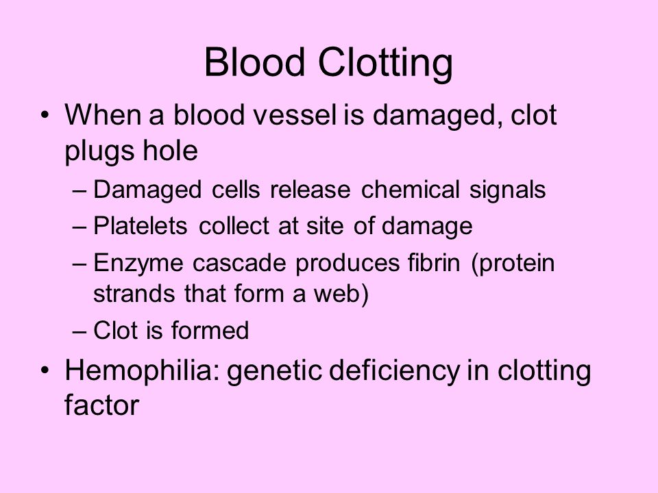 Blood Clotting When a blood vessel is damaged, clot plugs hole