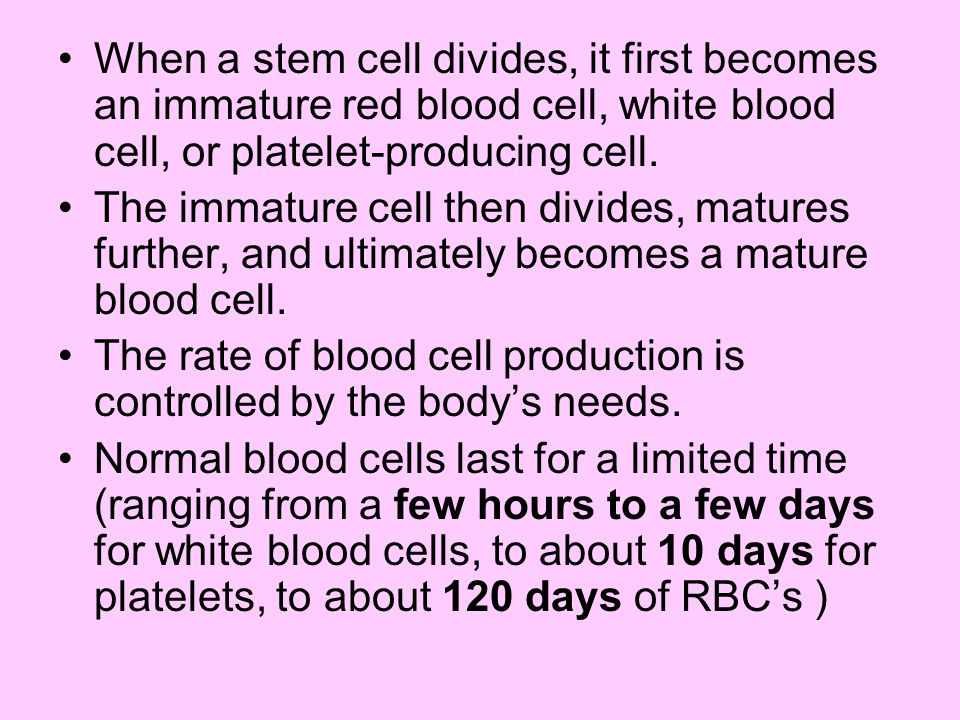 When a stem cell divides, it first becomes an immature red blood cell, white blood cell, or platelet-producing cell.